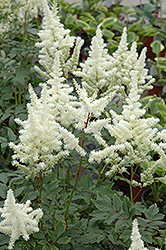 Bridal Veil Astilbe (Astilbe x arendsii 'Bridal Veil') at Sargent's Nursery