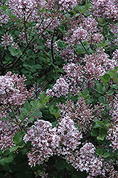 Dwarf Korean Lilac (Syringa meyeri 'Palibin') at Sargent's Nursery