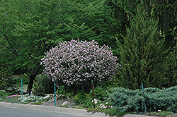 Dwarf Korean Lilac (tree form) (Syringa meyeri 'Palibin (tree form)') at Sargent's Nursery