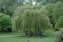 Golden Curls Willow (Salix 'Golden Curls') at Sargent's Nursery