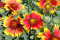 Arizona Sun Blanket Flower (Gaillardia x grandiflora 'Arizona Sun') at Sargent's Nursery