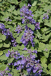 Little Titch Catmint (Nepeta racemosa 'Little Titch') at Sargent's Nursery
