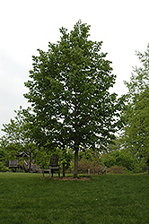 Frontyard Linden (Tilia americana 'Frontyard') at Sargent's Nursery