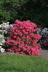 Rosy Lights Azalea (Rhododendron 'Rosy Lights') at Sargent's Nursery