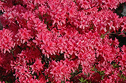 Rosy Lights Azalea (Rhododendron 'Rosy Lights') at Sargent's Nursery