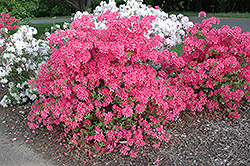 Rosy Lights Azalea (Rhododendron 'Rosy Lights') at Sargent's Nursery