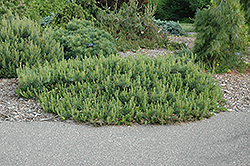 Hillside Creeper Scotch Pine (Pinus sylvestris 'Hillside Creeper') at Sargent's Nursery