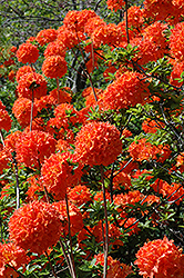 Mandarin Lights Azalea (Rhododendron 'Mandarin Lights') at Sargent's Nursery