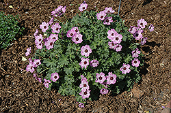 Ballerina Cranesbill (Geranium cinereum 'Ballerina') at Sargent's Nursery