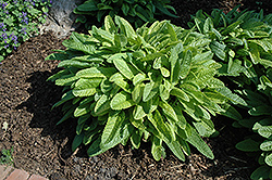 Hummelo Betony (Stachys monieri 'Hummelo') at Sargent's Nursery