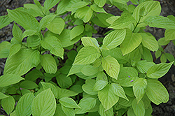 Garden Glow Dogwood (Cornus hessei 'Garden Glow') at Sargent's Nursery