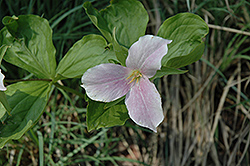 Great White Trillium (Trillium grandiflorum) at Sargent's Nursery