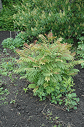 Sem False Spirea (Sorbaria sorbifolia 'Sem') at Sargent's Nursery