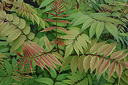 Sem False Spirea (Sorbaria sorbifolia 'Sem') at Sargent's Nursery