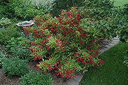 Red Prince Weigela (Weigela florida 'Red Prince') at Sargent's Nursery