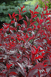 Purpleleaf Sandcherry (Prunus x cistena) at Sargent's Nursery