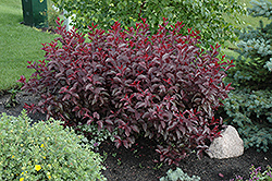 Purpleleaf Sandcherry (Prunus x cistena) at Sargent's Nursery