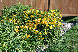 Stella de Oro Daylily (Hemerocallis 'Stella de Oro') at Sargent's Nursery