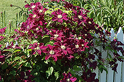 Warsaw Nike Clematis (Clematis 'Warsaw Nike') at Sargent's Nursery