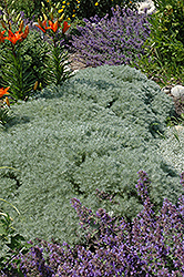 Silver Mound Artemisia (Artemisia schmidtiana 'Silver Mound') at Sargent's Nursery