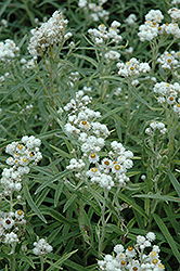 Pearly Everlasting (Anaphalis margaritacea) at Sargent's Nursery
