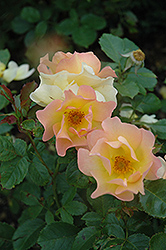 Morden Sunrise Rose (Rosa 'Morden Sunrise') at Sargent's Nursery