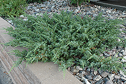 Blueberry Delight Juniper (Juniperus communis 'AmiDak') at Sargent's Nursery