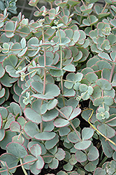 October Daphne (Sedum sieboldii) at Sargent's Nursery