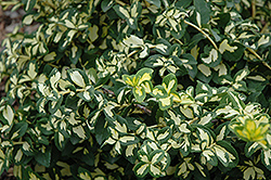 Moonshadow Wintercreeper (Euonymus fortunei 'Moonshadow') at Sargent's Nursery