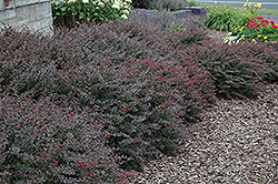 Crimson Pygmy Japanese Barberry (Berberis thunbergii 'Crimson Pygmy') at Sargent's Nursery