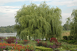 Golden Weeping Willow (Salix alba 'Tristis') at Sargent's Nursery