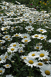 Becky Shasta Daisy (Leucanthemum x superbum 'Becky') at Sargent's Nursery