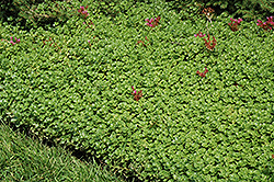 John Creech Stonecrop (Sedum spurium 'John Creech') at Sargent's Nursery