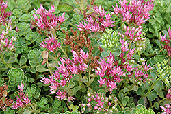 John Creech Stonecrop (Sedum spurium 'John Creech') at Sargent's Nursery