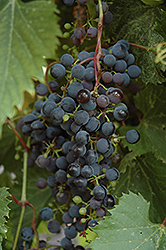 Frontenac Grape (Vitis 'Frontenac') at Sargent's Nursery