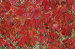 Englemann Ivy (Parthenocissus quinquefolia 'var. englemannii') at Sargent's Nursery