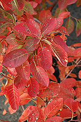 Autumn Brilliance Serviceberry (Amelanchier x grandiflora 'Autumn Brilliance') at Sargent's Nursery