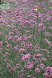 Tall Verbena (Verbena bonariensis) at Sargent's Nursery