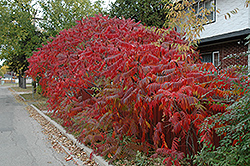 Staghorn Sumac (Rhus typhina) at Sargent's Nursery