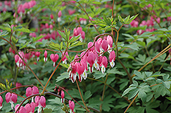 Common Bleeding Heart (Dicentra spectabilis) at Sargent's Nursery