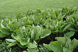 Sum and Substance Hosta (Hosta 'Sum and Substance') at Sargent's Nursery