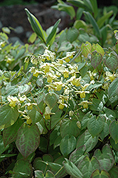 Yellow Barrenwort (Epimedium x versicolor 'Sulphureum') at Sargent's Nursery