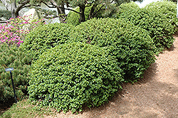 Green Mound Alpine Currant (Ribes alpinum 'Green Mound') at Sargent's Nursery