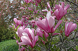 Ann Magnolia (Magnolia 'Ann') at Sargent's Nursery
