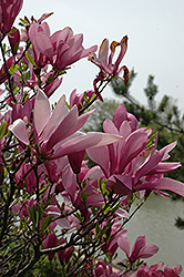 Ann Magnolia (Magnolia 'Ann') at Sargent's Nursery