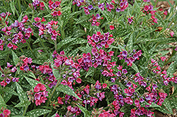 Raspberry Splash Lungwort (Pulmonaria 'Raspberry Splash') at Sargent's Nursery