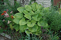 Sum and Substance Hosta (Hosta 'Sum and Substance') at Sargent's Nursery