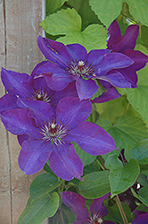 The President Clematis (Clematis 'The President') at Sargent's Nursery