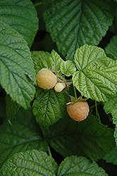 Fall Gold Raspberry (Rubus 'Fall Gold') at Sargent's Nursery