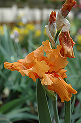 Firebreather Iris (Iris 'Firebreather') at Sargent's Nursery